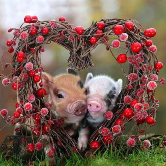 piggie0608